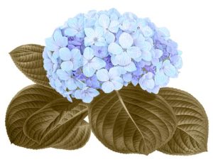 Nombre de Flores por Orden Alfabético